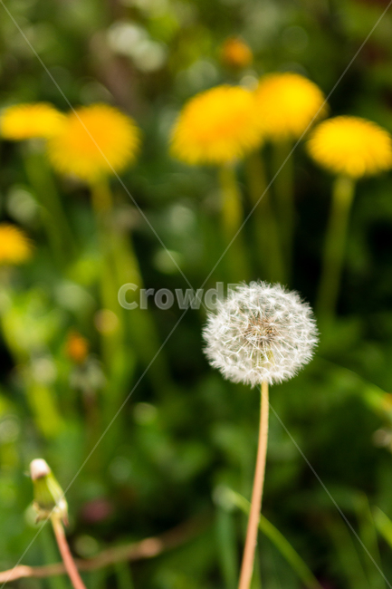 꽃,flower,민들레,홀씨,민들레홀씨,노란색,yellow,초록색,green,plant,식물,야외,outdoor,자연,nature,봄,spring,식물,자연,plants,nature