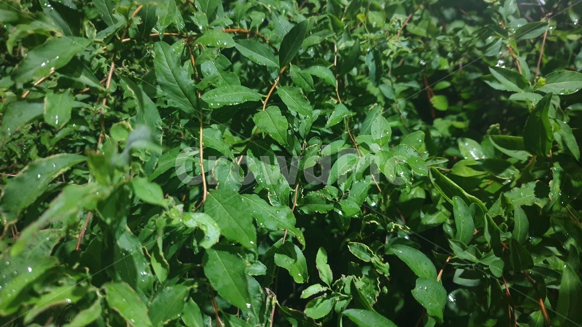 식물,잎,무성한,이슬,자연,plant,leaf,leafy,raindrop,nature