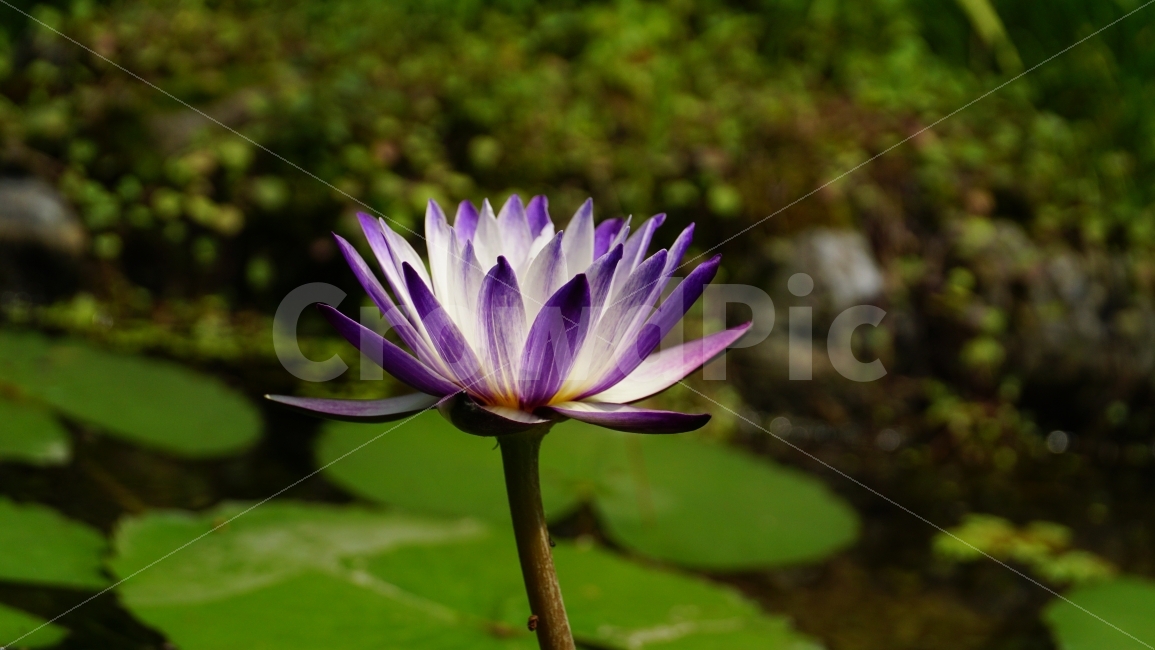 연꽃,연꽃잎,연못,플라워,자연,flower,nature,식물,이파리,물,water,summer,여름,꽃사진,감성,감성사진,계절,season,풍경,landscape,plants,여름꽃,경치,접사,마크로,macro,힐링,healing,snap,스냅,식물,자연,plants,nature,꽃,flower