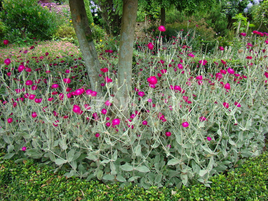 자연,꽃,나무,식물,경관,식물,자연,plants,nature,꽃,flower