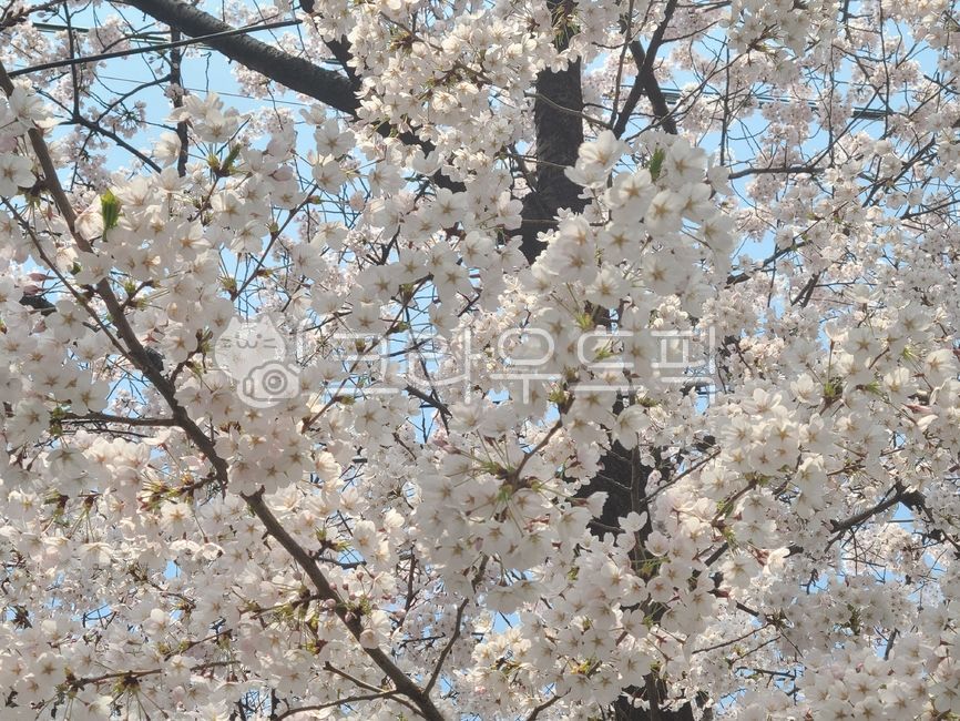 벚꽃나무,벚꽃,봄,꽃,cherryblossom