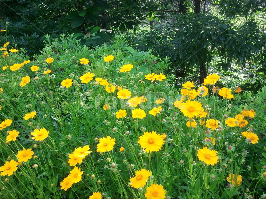 금계국,국화과,노란색꽃,초롱꽃목,원예식물,식물,자연,plants,nature,꽃,flower