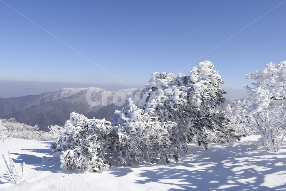 소백산,상고대,눈꽃,설경,백두대간,겨울,계절,winter,season,자연,풍경,nature,landscape,outdoors,옥외,plant,식물,tree,나무