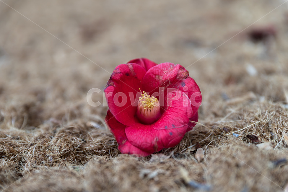 flower,blossom,꽃,plant,식물,petal,꽃잎,동백,동백꽃,식물,자연,plants,nature,꽃,flower