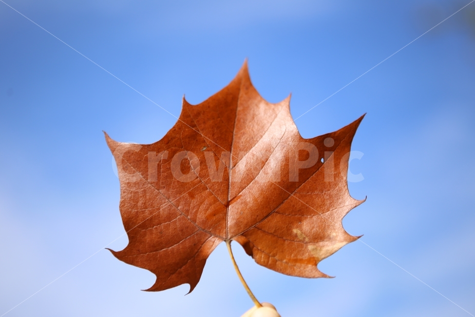 나뭇잎,가을,하늘,낙옆,배경,가을,계절,fall,autumn,season,식물,자연,plants,nature,감성,sensible,feeling,leaf,잎,plant,tree,나무