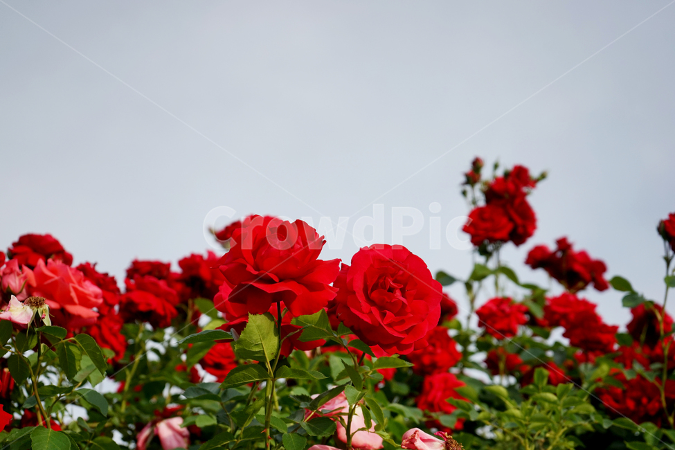 flower,plant,식물,rose,장미,blossom,꽃,하늘,빨강,레드,자연