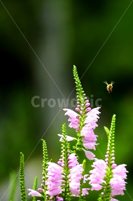 여행,벌,꽃,찰나,부지런힘,식물,자연,plants,nature,꽃,flower,동물,animal,곤충,벌레,insect,bug