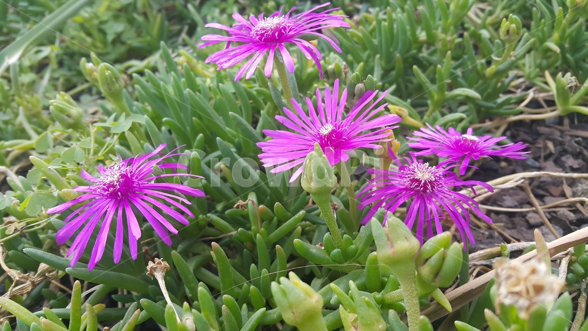 봄,꽃,spring,flower,식물,식물,자연,plants,nature,꽃,flower