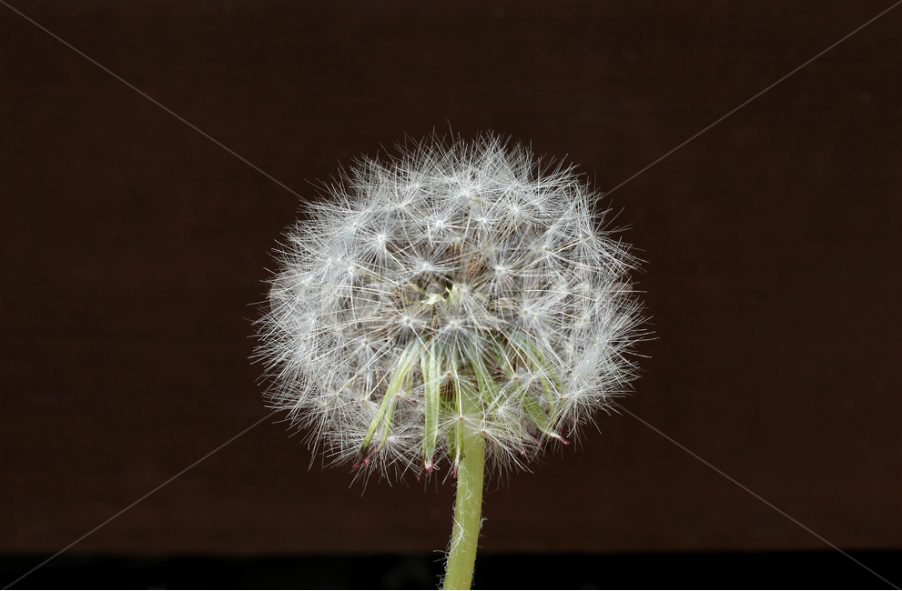 민들레씨,씨앗,민들레,민들레씨앗,씨,꽃씨,자연,식물,클로즈업,seed,plant,dandelion,seeds,soft,부드러운,봄,spring,야외,정원,흰색,화이트,하얀색