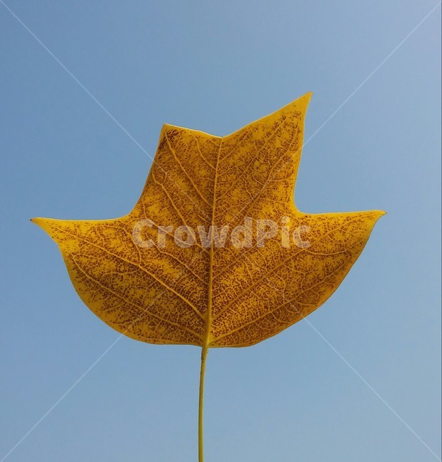 leaf,낙엽,단풍,은행잎,가을,잎