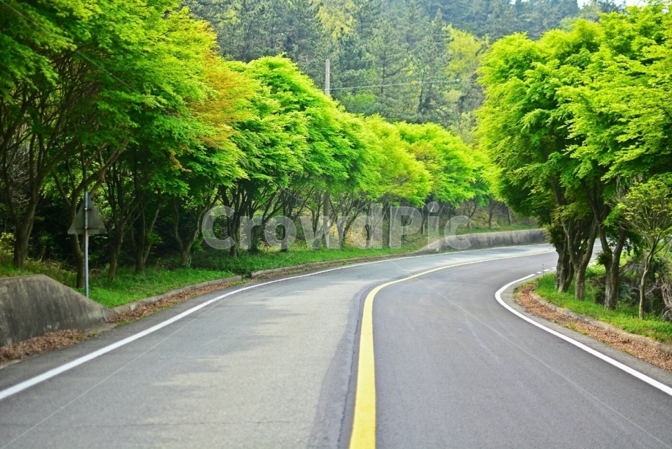 한국도로,청산도,섬여행,길,한국,코리아,korea,southkorea,대한민국,땅,도로,나무,풍경,풍경사진,감성,감정,느낌사진,사진,포토,landscape,자연,풍경,nature,landscape,교통,교통수단,traffic,transportation,road,highway,고속도로,freeway,고속 도로,asphalt,아스팔트