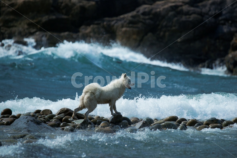 바다,개,반려견,see,구조,동물,animal,포유류,mammal,개,강아지,dog,doggy