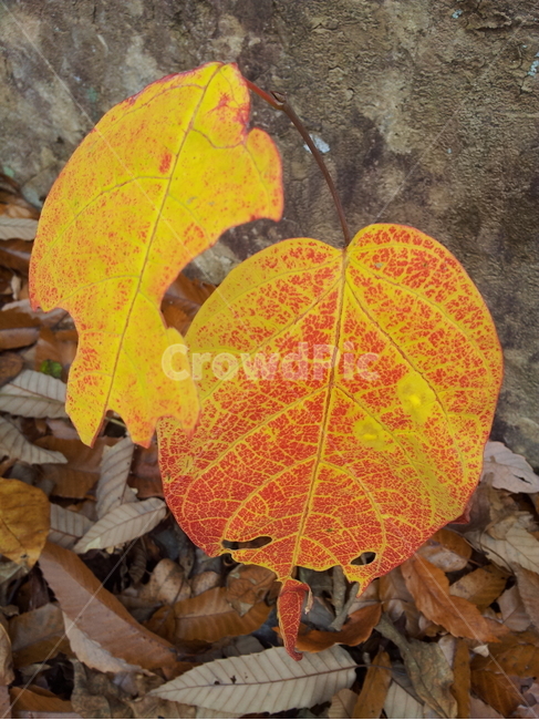 단풍,잎,가을,엽록소,redleaves,식물,자연,plants,nature
