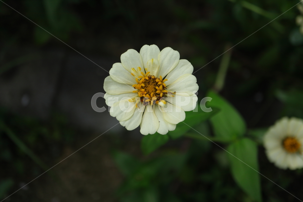 plant,식물,백일홍,zinnia,ninniaelegans,흰색백일홍,국화과,속씨식물,쌍떡입식물,초롱꽃목,원예종