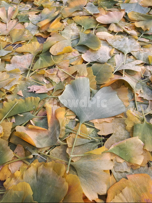 은행잎,가을은행잎,가을낙엽,노란잎,낙엽,가을,계절,fall,autumn,season,plant,식물,leaf,잎,tree,나무,ground,바닥