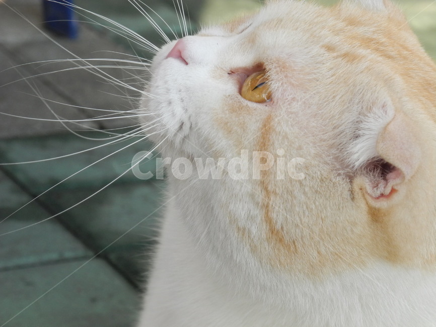 고양이,동물,cat,반려동물,포유류,동물,animal,포유류,mammal,고양이,cat,kitten,kitty