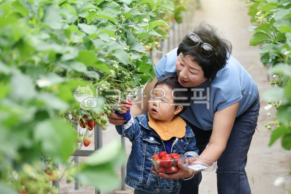 어린이,유아,딸기,수경재배,수직재배,아기,체험,할머니,농장,로컬푸드,가족,바구니,담기,견학,농가,농업,농촌,주말농장,과일,농산물,비닐하우스,밭,농작물,신선한,온실,유기농,잎,재배,채소,한국,한국인