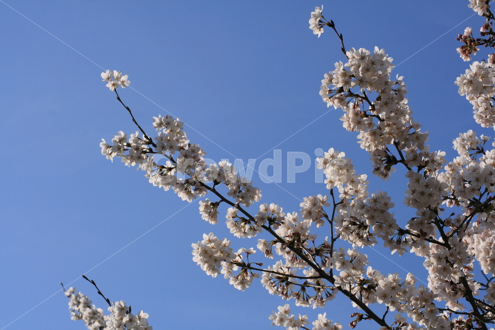 나무,벚꽃,하늘,파란색,푸른,봄,꽃잎,자연,plant,식물,flower,꽃,blossom,식물,자연,plants,nature,꽃,flower
