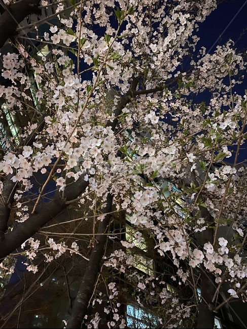 plant,식물,cherryblossom,벚꽃,flower,blossom,꽃,sakura,봄,분홍,밤,spring,pink,night,park,공원