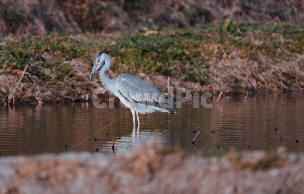 왜가리,연못,휴식,백로,새,동물,animal,조류,새,birds