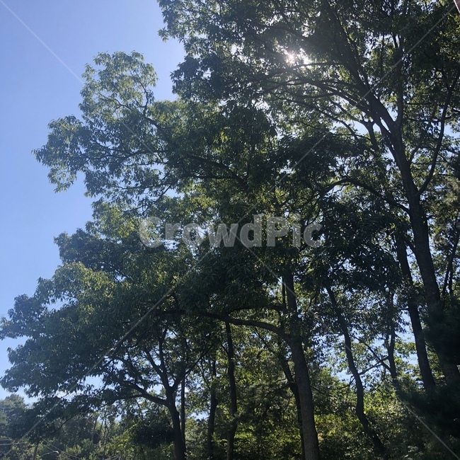 plant,식물,tree,나무,분위기