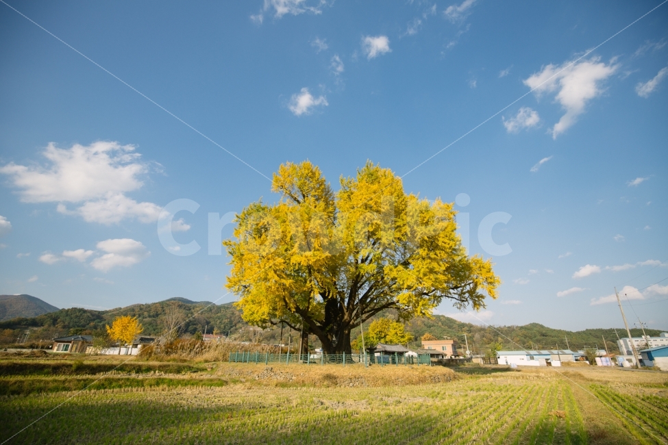 은행나무,가을,감성,노란색,풍경,가을,계절,fall,autumn,season,자연,풍경,nature,landscape,한국자연풍경,한국자연경관,korea nature landscape,시골,마을,country,rural,town,식물,plants,나무,trees,wood,outdoors,옥외,plant,tree