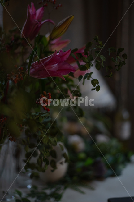 꽃,카페,식물,그린,은은한,식물,자연,plants,nature,꽃,flower