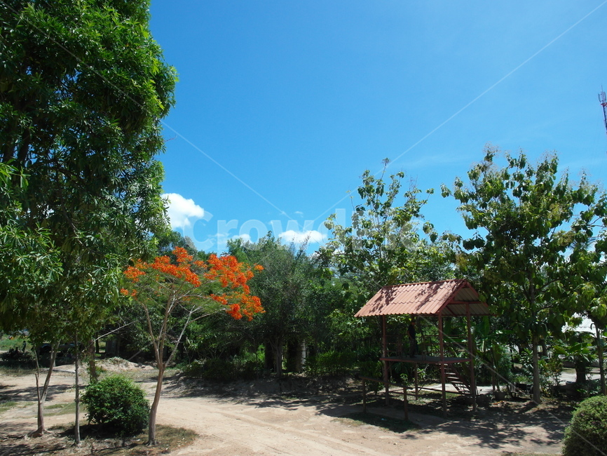 꽃,동남아,자연,하늘,나무,자연,풍경,nature,landscape,outdoors,옥외,garden,정원,arbour,정자