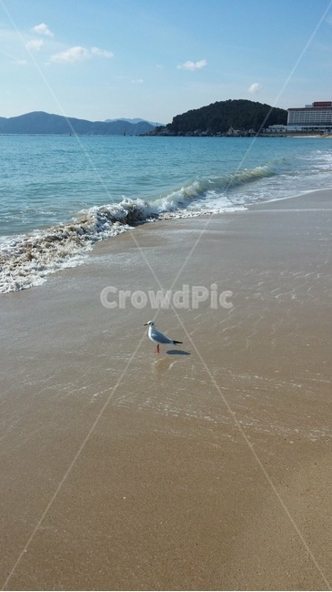 새,bird,동물,animal,ocean,대양,바다,sea,water,물,자연,nature,갈매기,부산,하늘