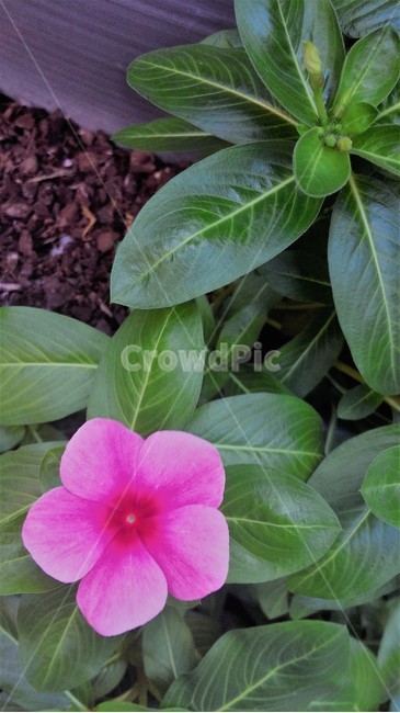 꽃,플라워,야생화,flower,꽃잎,식물,꽃말,생화,화초,화원,bloom,식물,자연,plants,nature,꽃,flower