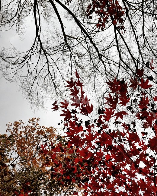 가을,단풍,하늘,나무,빨간단풍,가을,계절,fall,autumn,season,leaf,잎,plant,식물,tree,maple