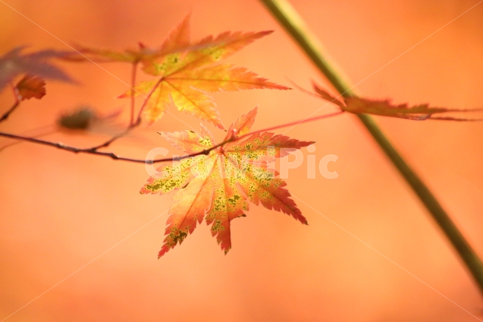 가을,단풍,만추,빛,색채,가을,계절,fall,autumn,season,식물,자연,plants,nature,감성,sensible,feeling,plant,leaf,잎,tree,나무,maple