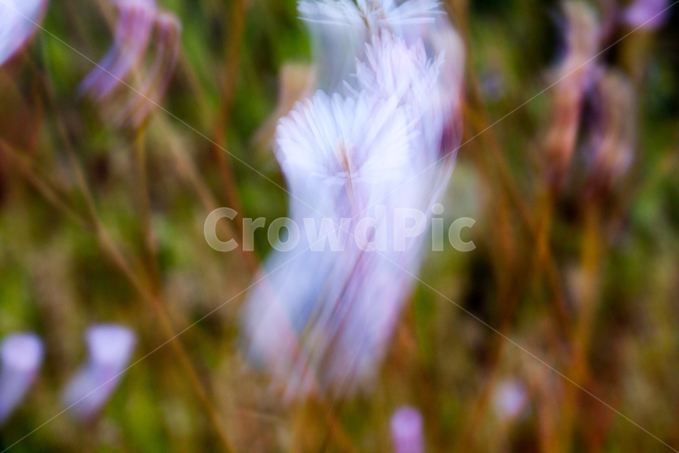 plant,식물,꽃,자연,초록