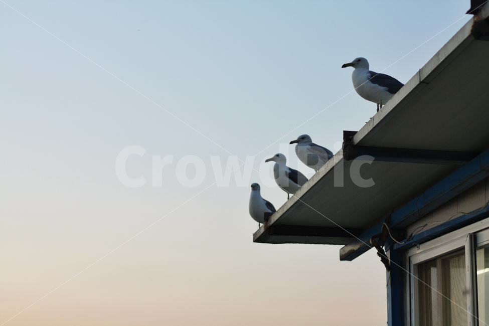 갈매기,바다,지붕,휴식,저녁,동물,animal,조류,새,birds