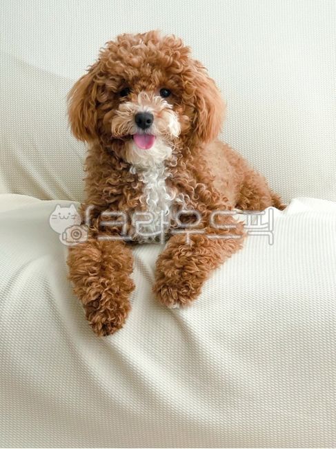 강아지,웃는,푸들,귀여운,반려동물,소파,갈색,곱슬곱슬,smile,dog,cute,animal,poodle,pet