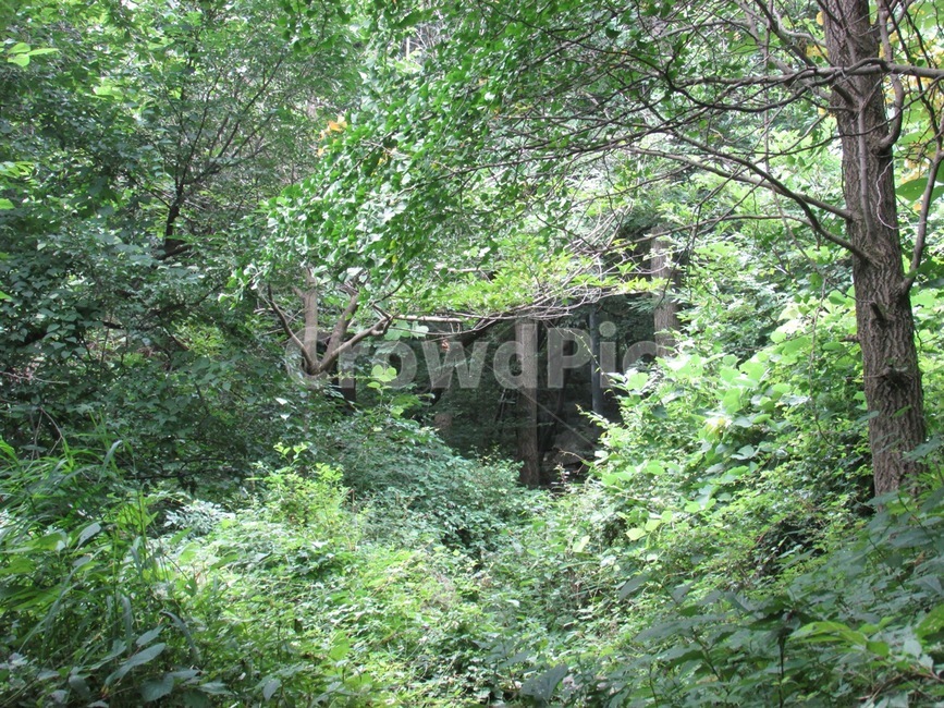 숲,나뭇잎,나무,산,초록,식물,자연,풍경,nature,landscape,vegetation,초목,plant,outdoors,옥외,rainforest,열대 우림,tree,land,땅,jungle,밀림