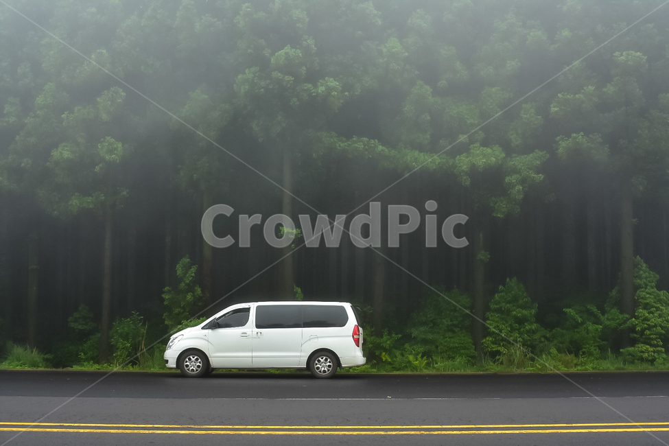 사려니숲,안개,백색,숲,하얀숲,순수,아침안개,foggy,forests,forggyforest,white,하얀차,whitecar,pure