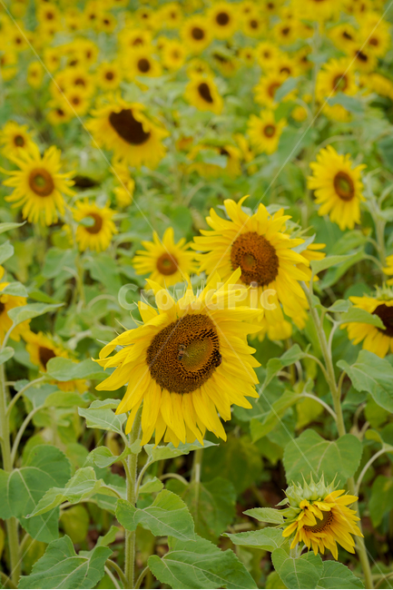 해바라기,흐린날,여름꽃,sunflower,flower,식물,자연,plants,nature,꽃,flower