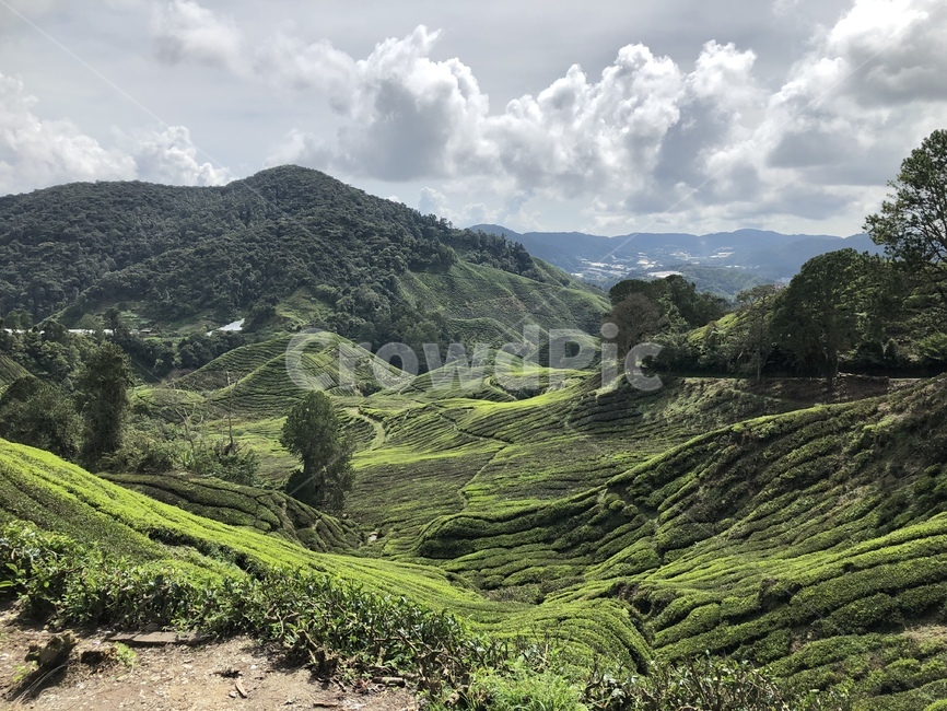 말레이시아,카메론하일랜드,카메론하일랜즈,모시포레스트,녹차밭,cameronhighlands,풍경,숲,나무