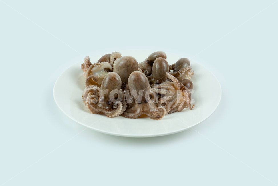 해산물,해물,낙지,주꾸미,요리재료,음식재료,어류,해양생물,문어,싱싱한,신선한,요리,음식,식품,누끼,동물