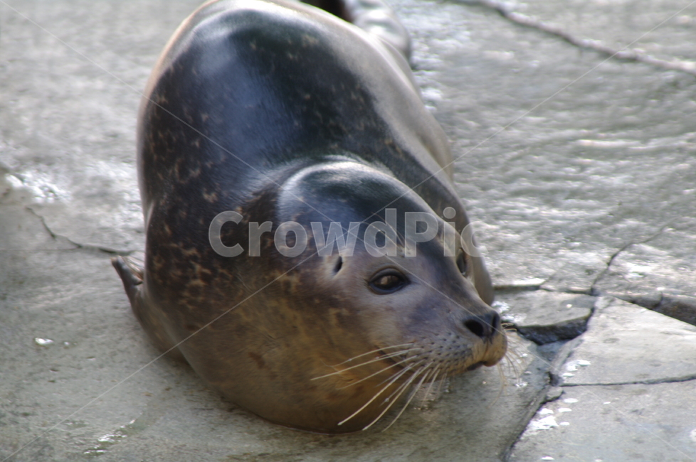 귀여운,야외,옥외,mammal,포유류,sealion,바다사자,sealife,해양생물,animal,동물,동물,animal