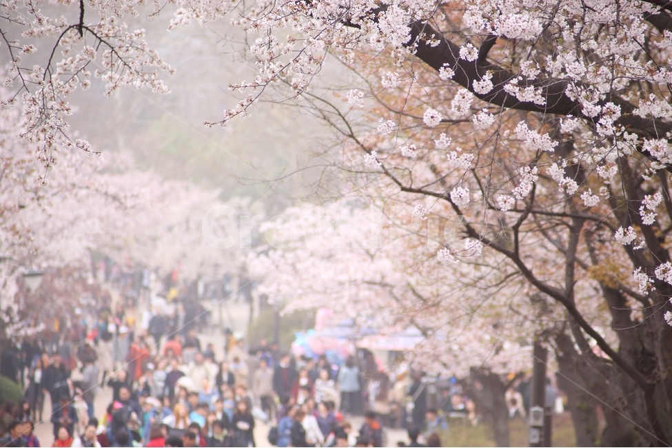봄,여행,벚꽃,가족,관광,관광사진,봄사진,여행사진,벚꽃사진,꽃사진,가족여행,소풍,나드리,배경,바탕화면,배경사진,풍경,풍경사진,봄,계절,spring,season,꽃,flower,사람들,대중,군중,other people,crowd,축제,행사,festival,carnival,event,plant