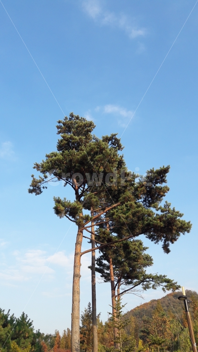 소나무,가을,단풍,하늘,수목원,가을,계절,fall,autumn,season,자연,풍경,nature,landscape,식물,plants,나무,trees,wood,tree,plant