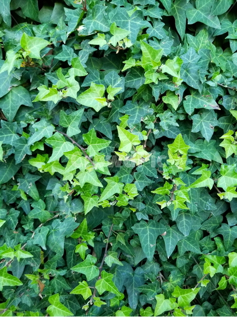 아이비,덩굴,식물,ivy,식물아이비