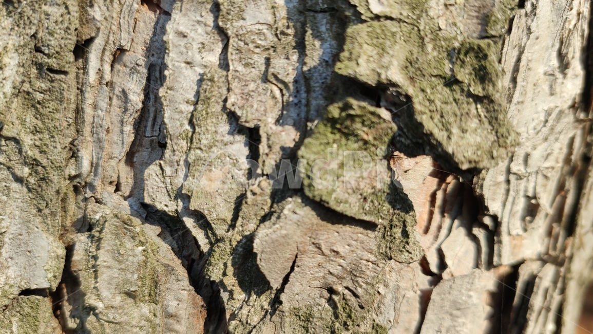 나무껍질,나무질감,식물,나무,plant,tree,bark,woodtexture,식물,자연,plants,nature,나무,trees,wood,텍스처,질감,패턴,texture,pattern