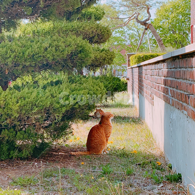 동물,고양이,길고양이,길냥이,자연,야생동물,포유류,감성,ㅅ색감,animal,cat,street,kitten,wildcat,mammal