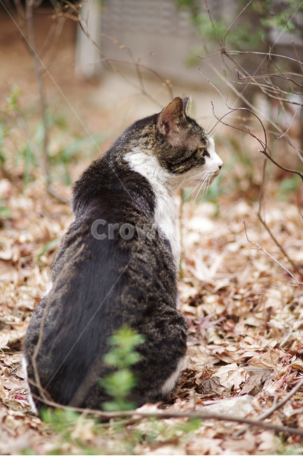고양이,길고양이,길냥이,동물,야생동물,야생,자연,cat,kitty,kitten,pet,animal,gato,동물,animal,포유류,mammal,고양이,cat,kitten,kitty