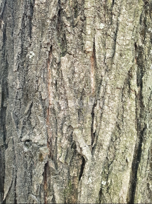 나무,나무텍스쳐,나무껍질,나무질감,질감,텍스쳐,패턴,wood,tree,texture,나무배경,pattern,무늬,자연,식물,나무,trees,wood