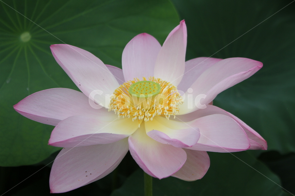 연,연꽃,lotus,식물,홍연,식물,자연,plants,nature,꽃,flower