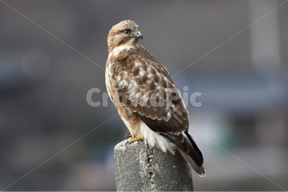 말똥가리,매,독수리,맹금류,육식,조류,겨울철새,동물,bird,animal,hawk,동물,animal,조류,새,birds